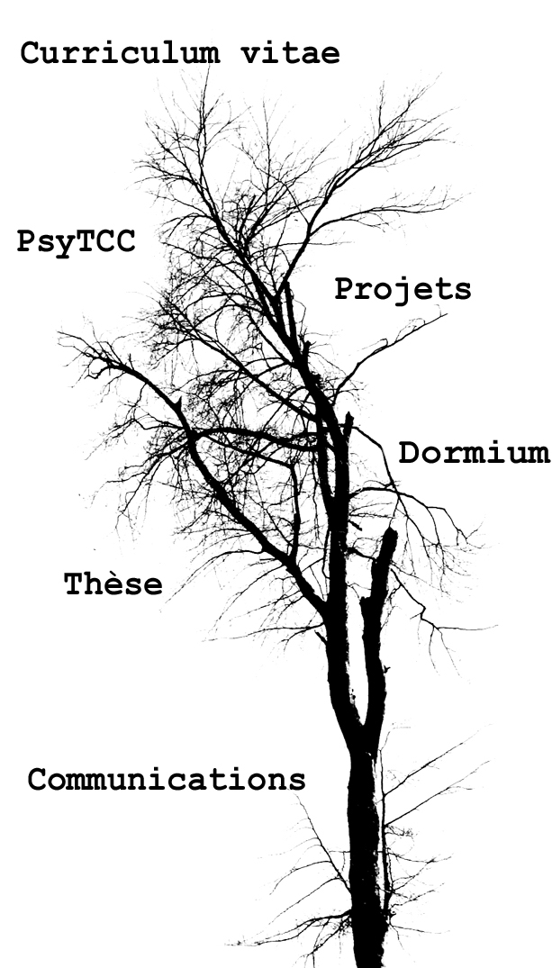 photograpahie d'arbre